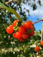 Image de Cordia collococca L.