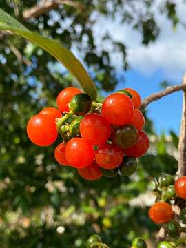 Image de Cordia collococca L.