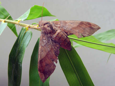 Image of Pachylia syces insularis Rothschild & Jordan 1903