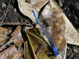 Image of Argia medullaris Hagen ex Selys 1865