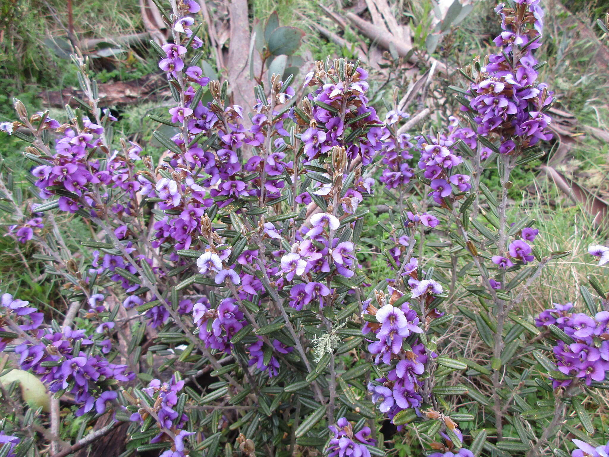 Image of Alpine Hovea