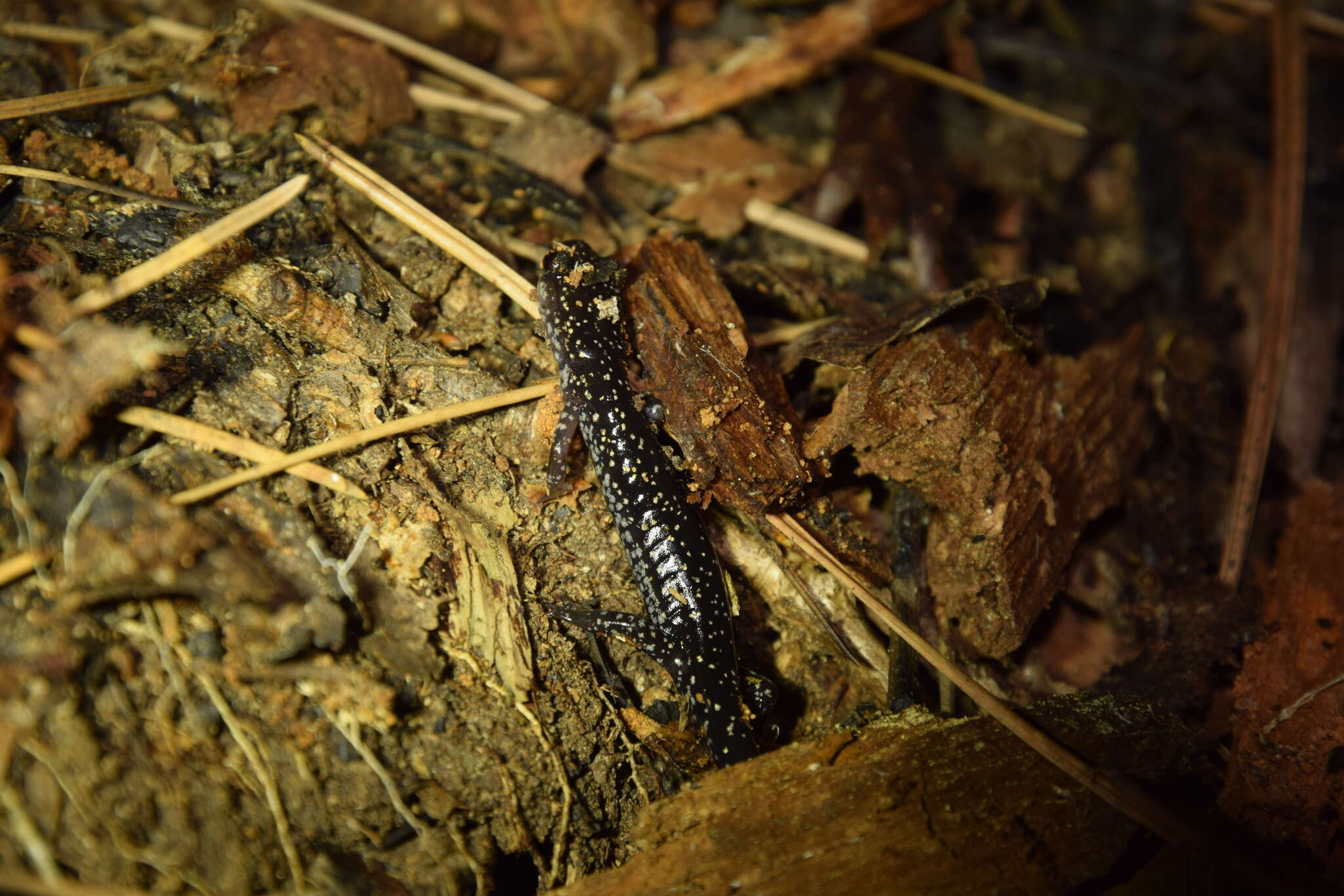 Image of Plethodon kiamichi Highton ex Highton, Maha & Maxson 1989