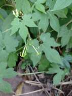 Image of Cyclanthera filiformis (Kuntze) H. Schaef. & S. S. Renner