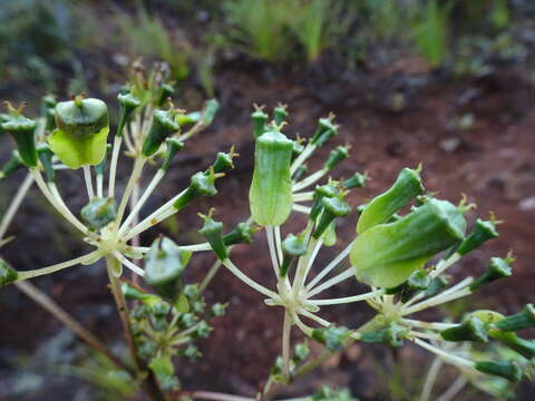 Image of Myodocarpus