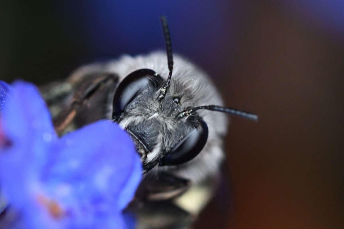 Слика од Anthophora pacifica Cresson 1879