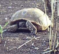 Image of spurred tortoise