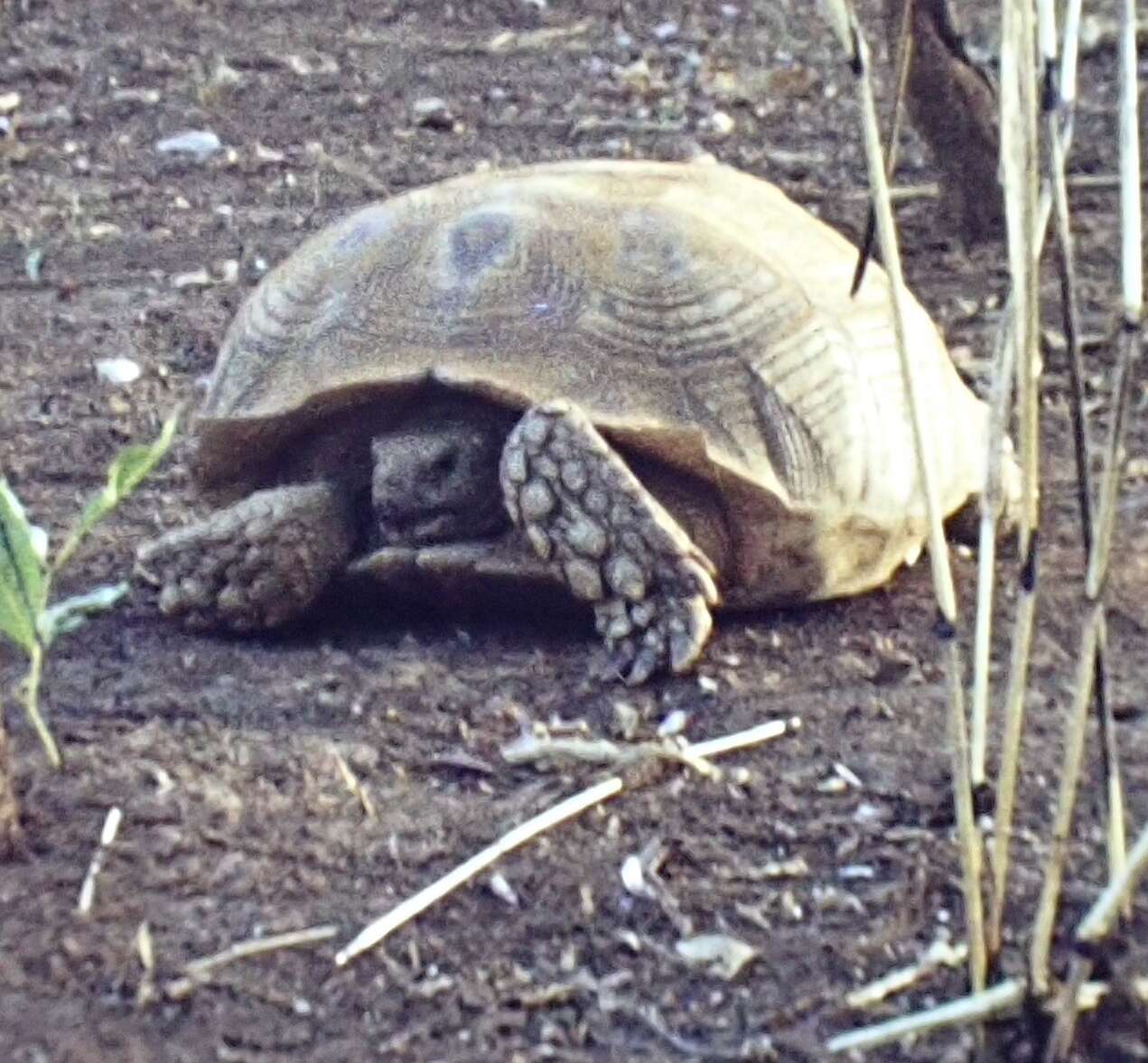 Image of spurred tortoise