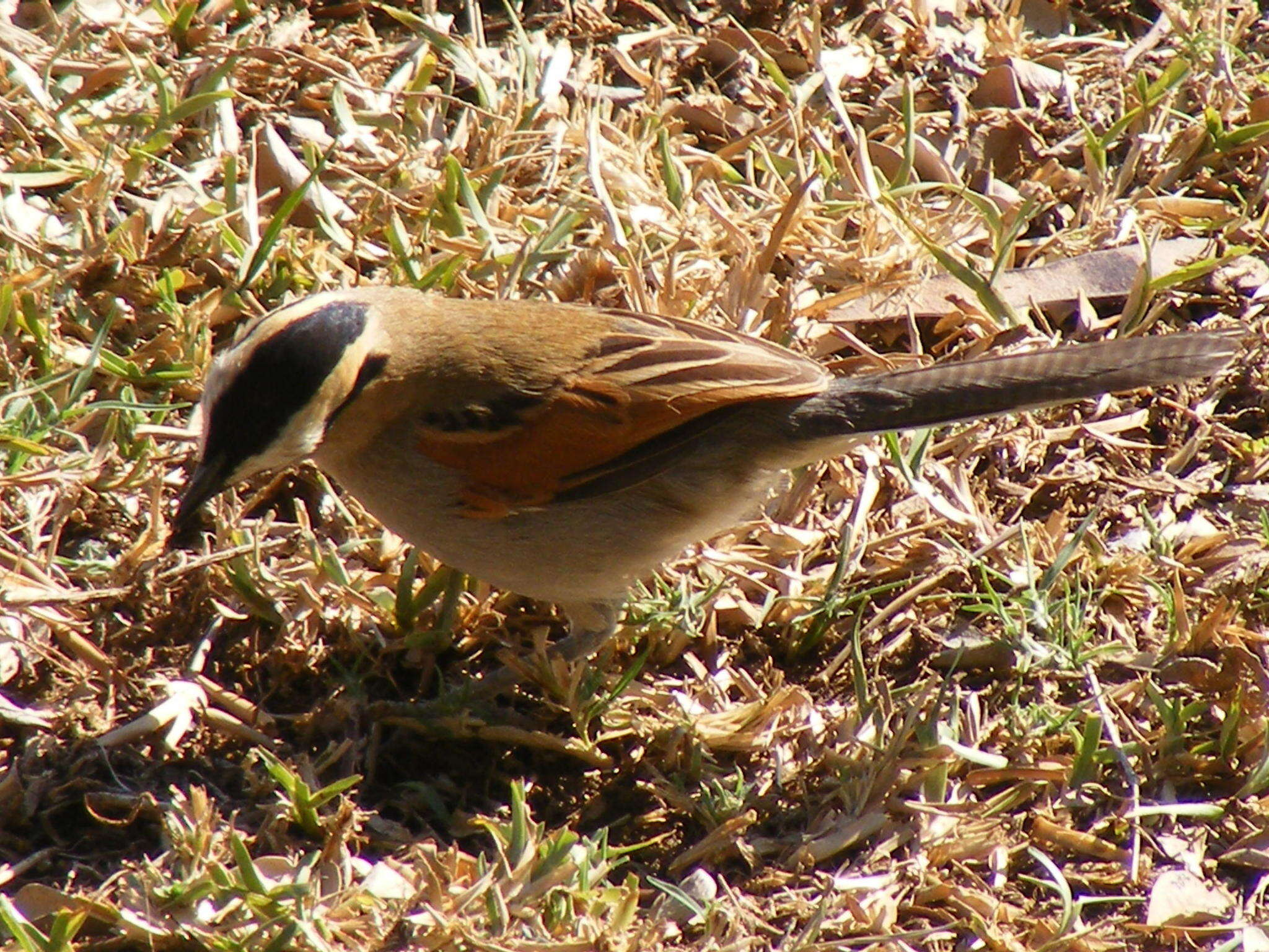 Image of Tchagra senegalus orientalis (Cabanis 1869)