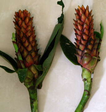 Image of Costus barbatus Suess.