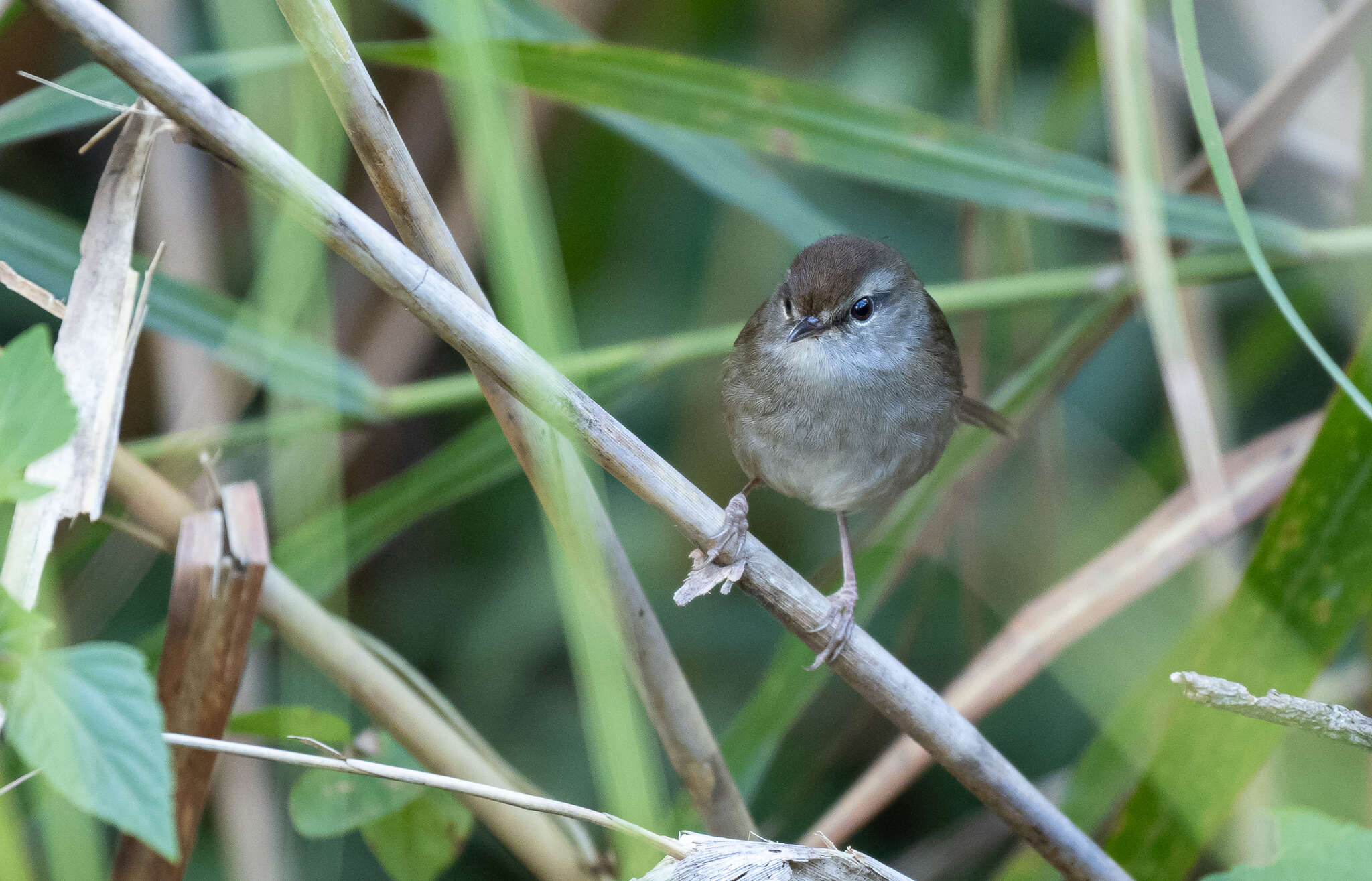 Image of Philippine Bush Warbler