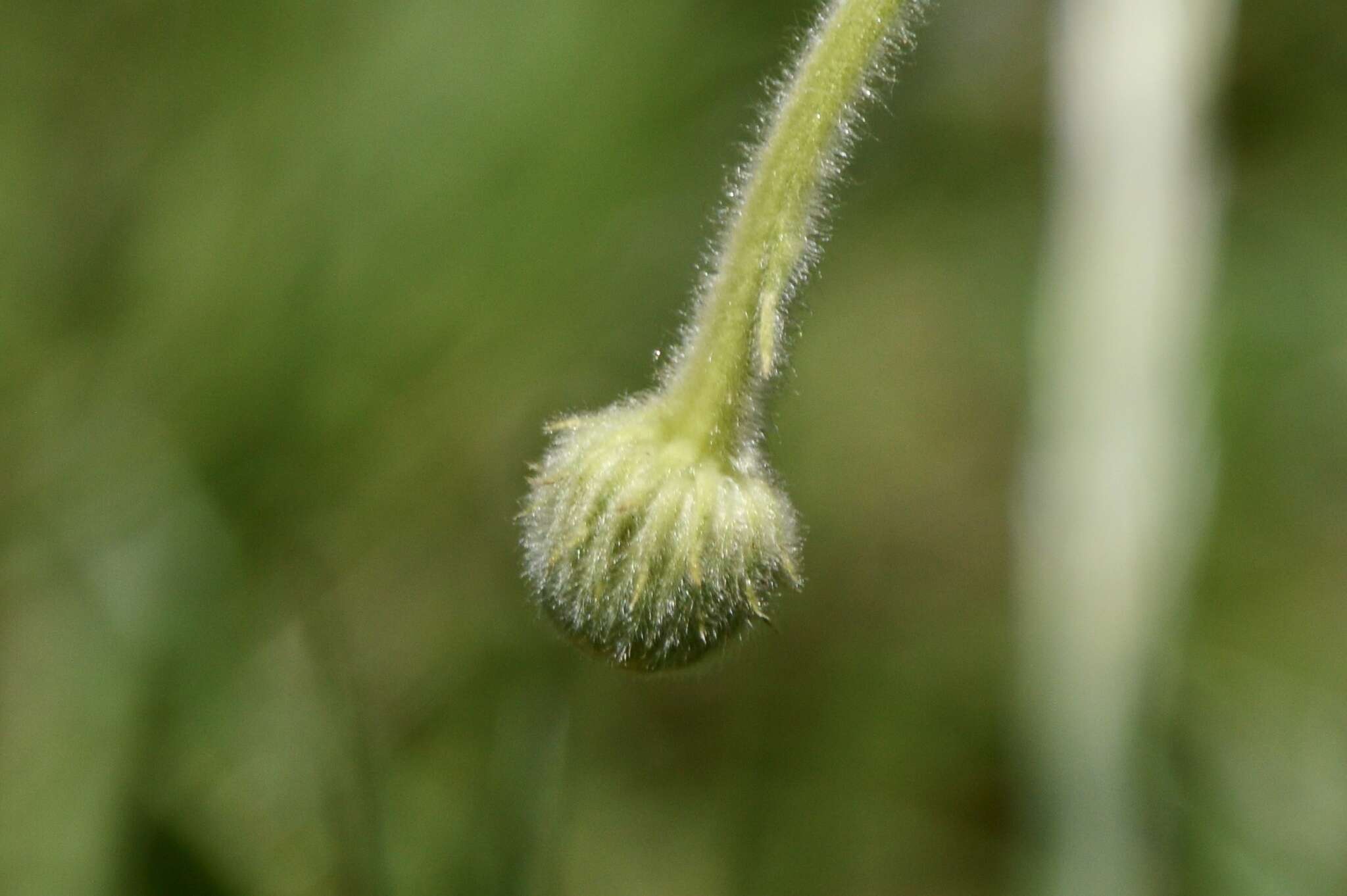 Image of Asteropsis megapotamica (Spreng.) Marchesi