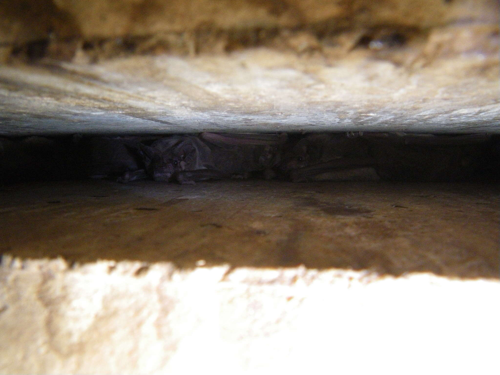 Image of Tadarine Free-tailed Bats