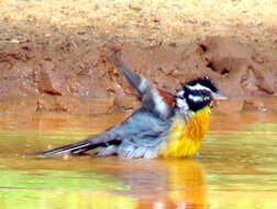 Imagem de Emberiza flaviventris flaviventris Stephens 1815