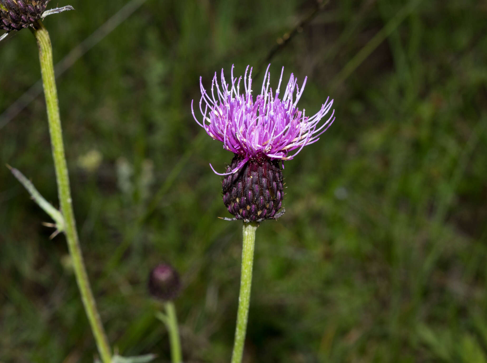 Imagem de Cirsium grahamii A. Gray