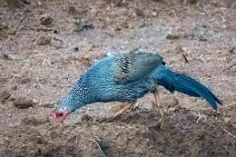 Image of Grey Junglefowl