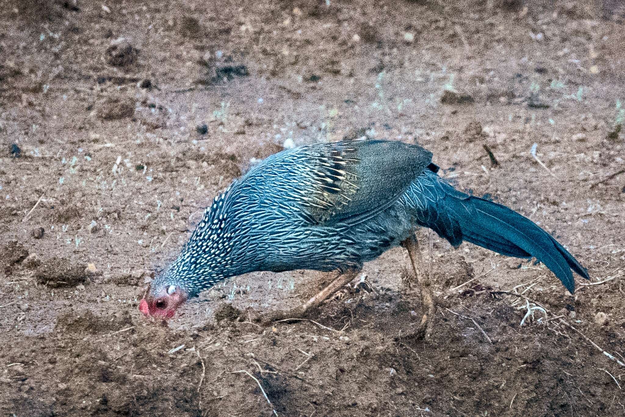 Image of Grey Junglefowl