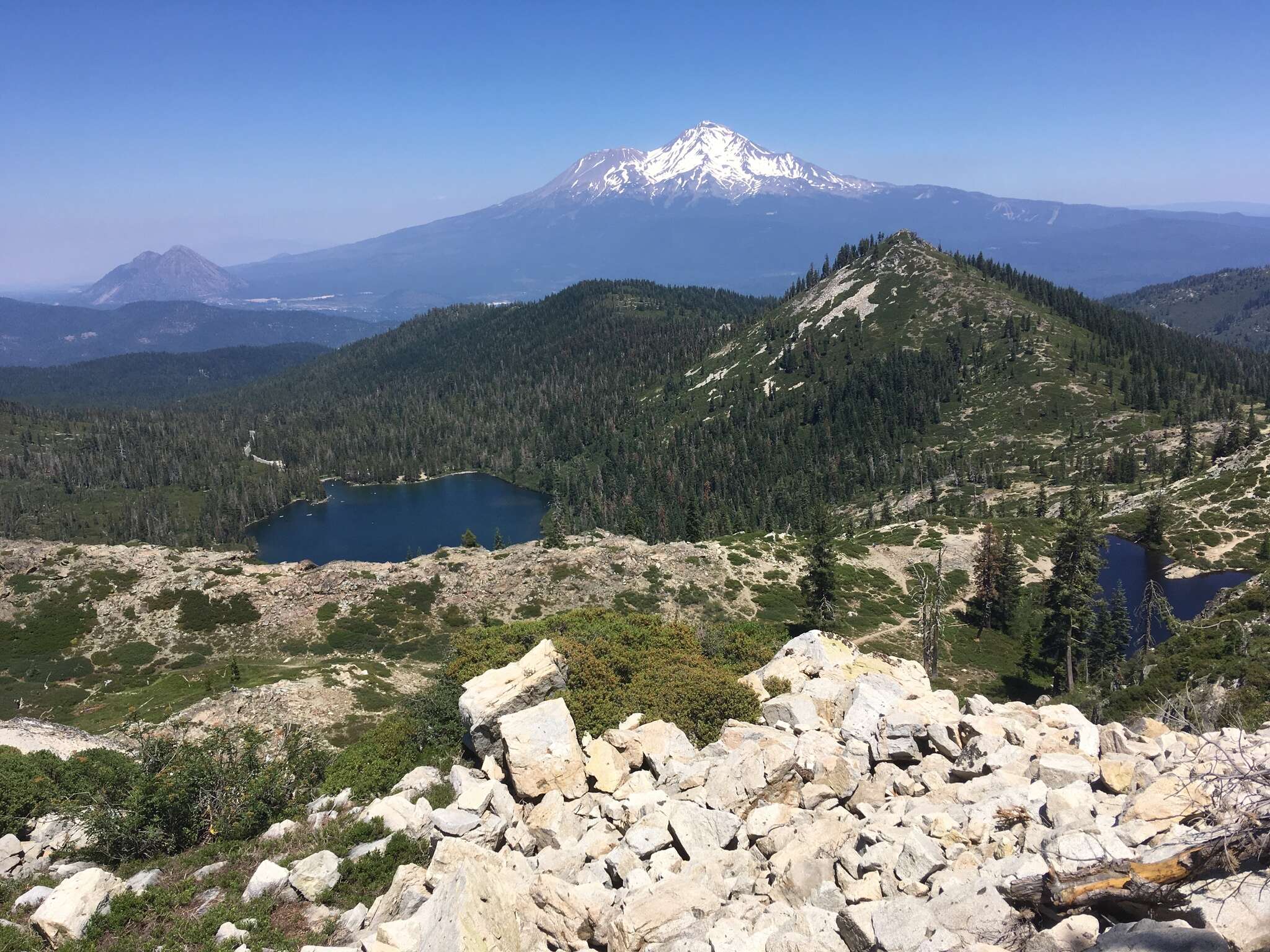 Image of Castle Crags bellflower