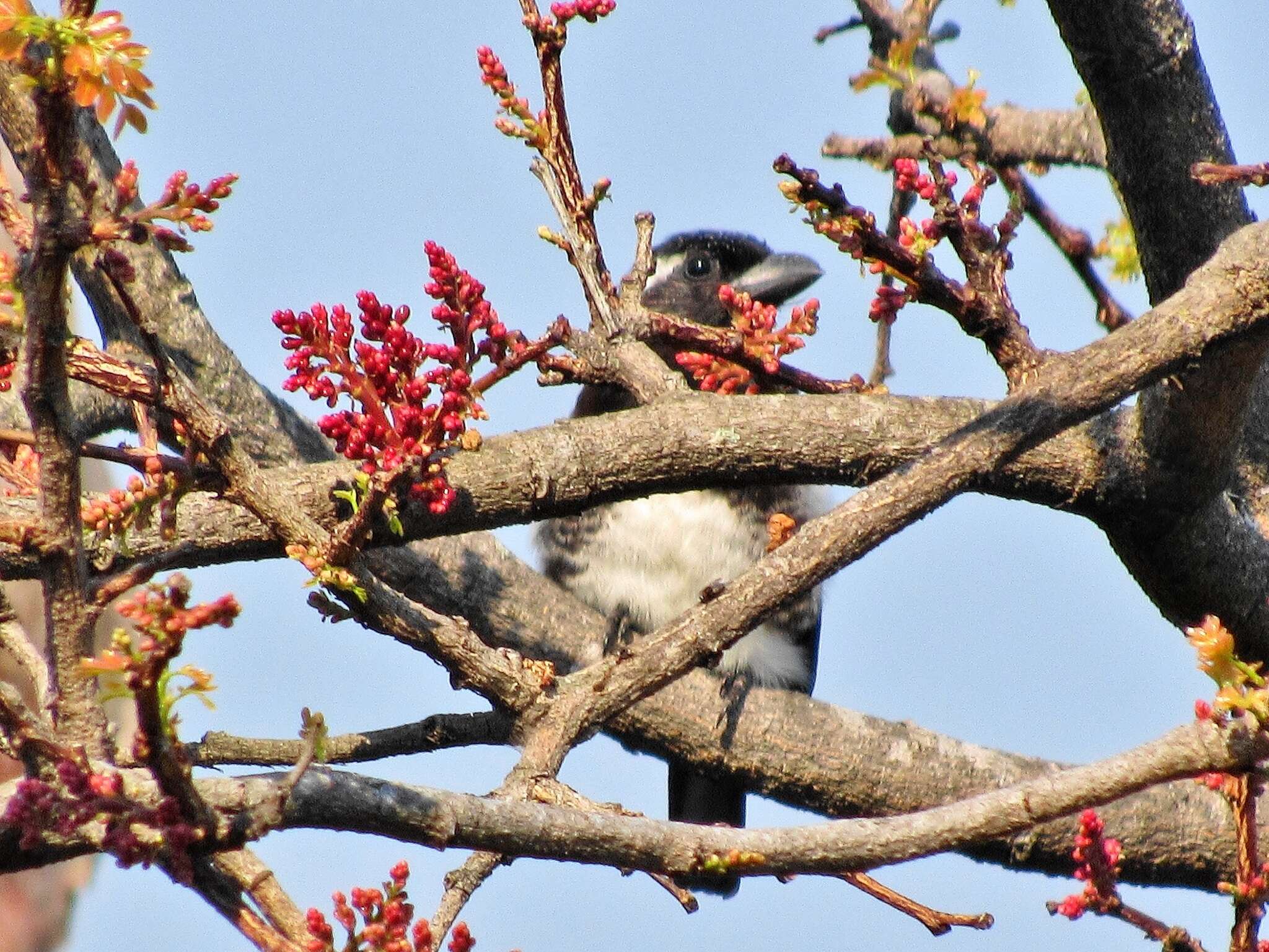 Imagem de Schotia brachypetala Sond.