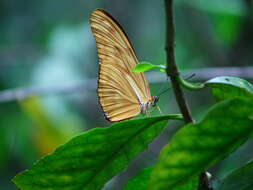 Image of Dryas iulia moderata Stichel 1907