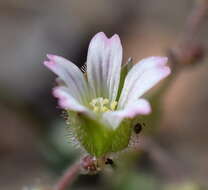 Image of Cerastium ramosissimum Boiss.