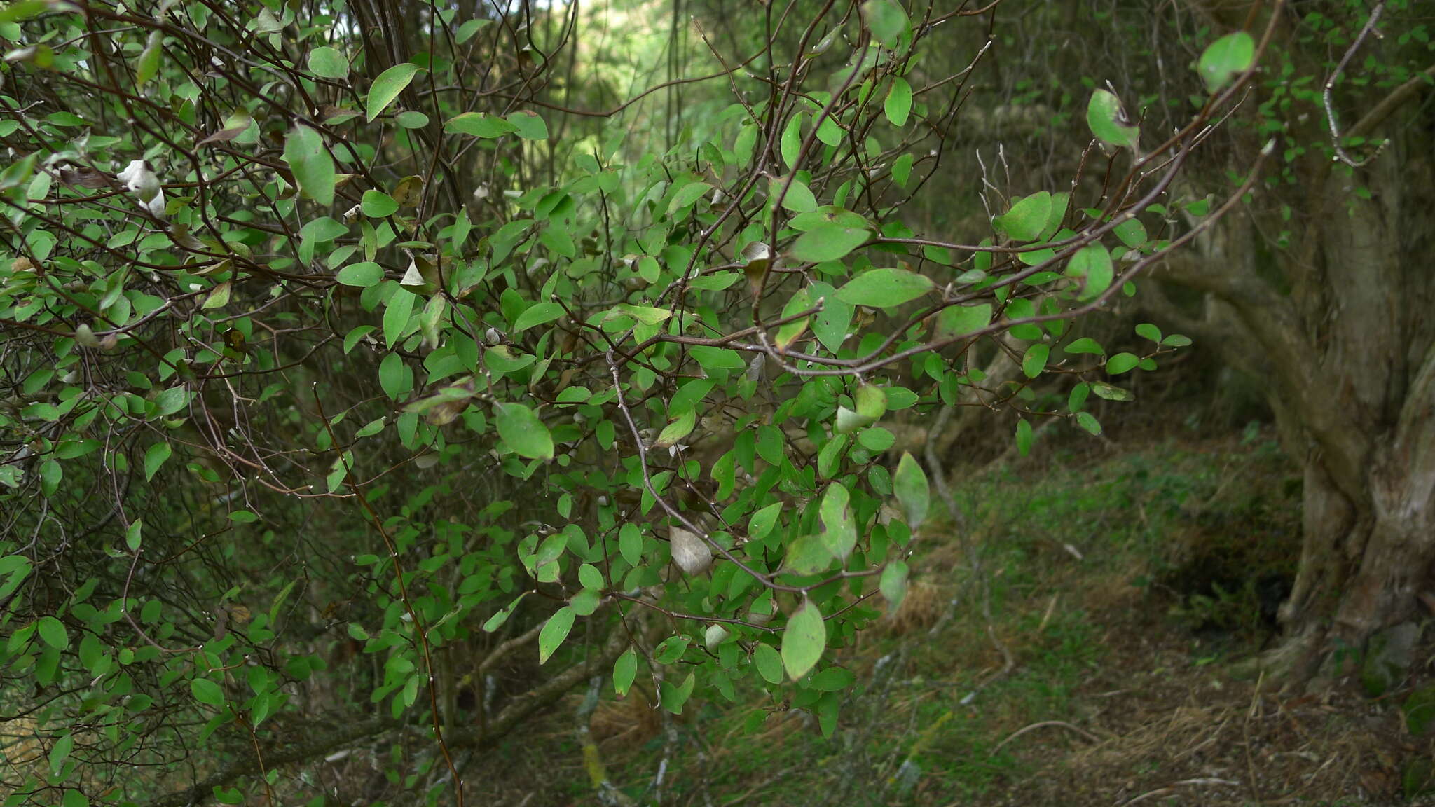 Image of Fragrant tree daisy