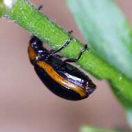 Image of Prasocuris marginella (Linnaeus 1758)