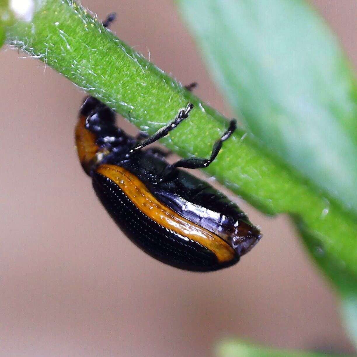 Image of Prasocuris marginella (Linnaeus 1758)