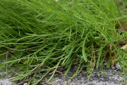 Image of Scabiosa vestina Facc. ex Koch