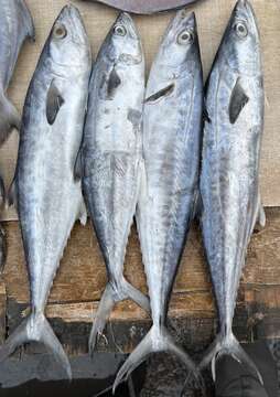 Image of Narrow-barred Spanish Mackerel