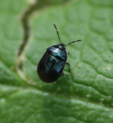 Image of White-margined Burrower Bug