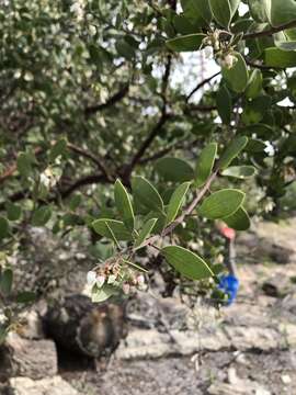 Image of shagbark manzanita