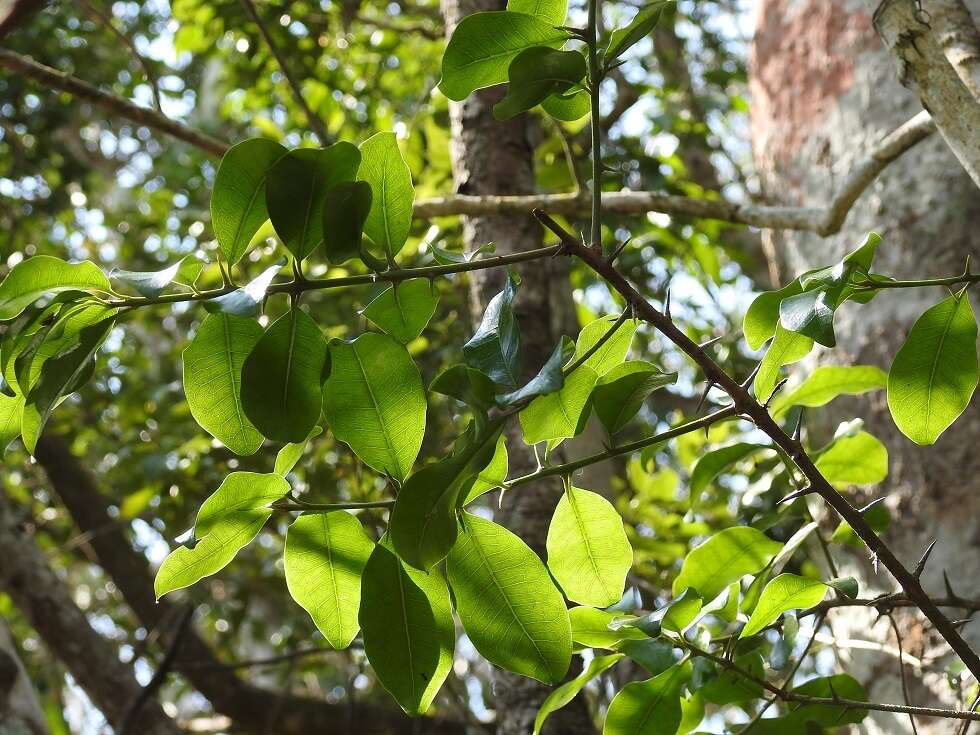 Image of Sideroxylon palmeri (Rose) T. D. Penn.