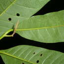 Sivun Virola guatemalensis (Hemsl.) Warb. kuva