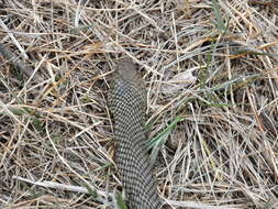 Philodryas patagoniensis (Girard 1858) resmi