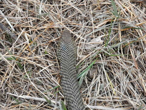 Image of Patagonia Green Racer