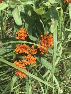 Imagem de Asclepias tuberosa subsp. tuberosa