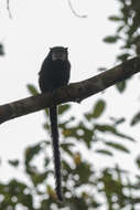 Image of Mottle-face Tamarin