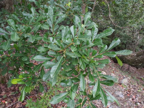 Image of Phyllanthus sieboldianus T. Kuros.