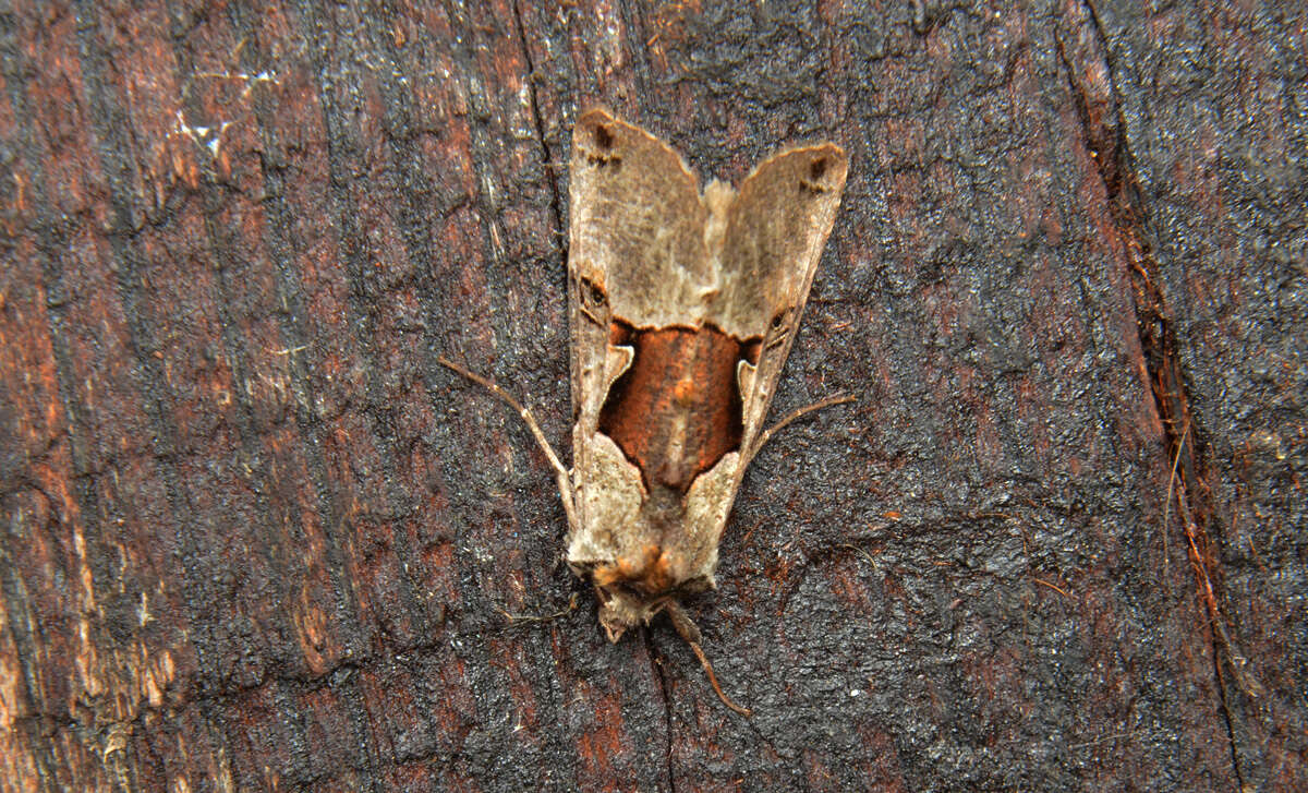 Image of Large Looper Moth, Broken-banded Y