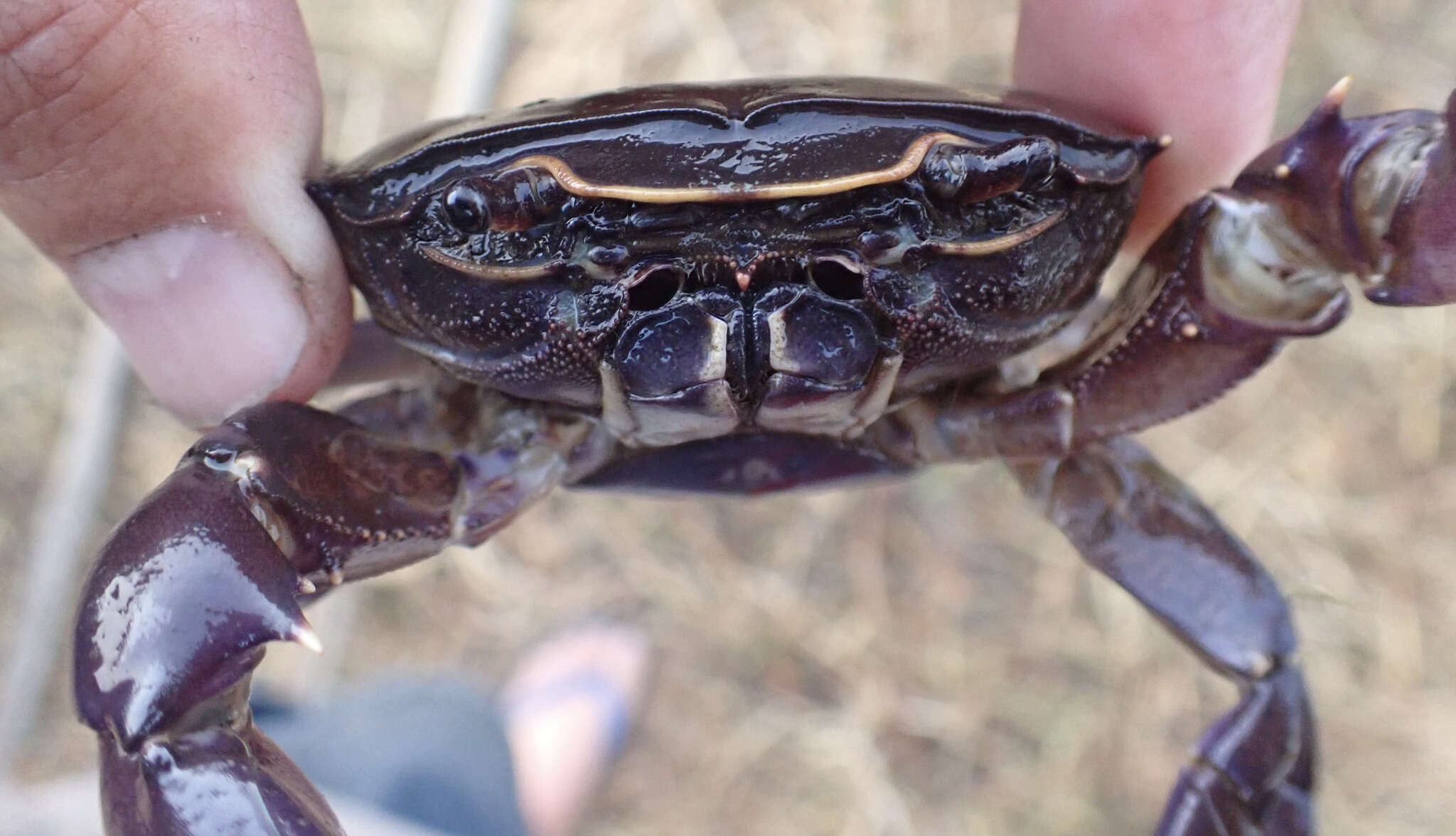 Image of Potamonautes bayonianus (Brito Capello 1864)