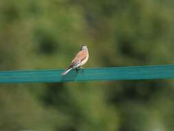 Image of Linnets