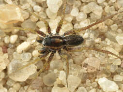 Image of Wolf spider