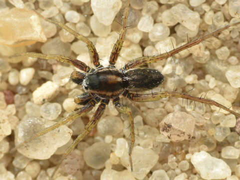 Image of Wolf spider