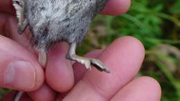 Image of American Water Shrew