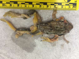 Image of Northern Pacific Treefrog