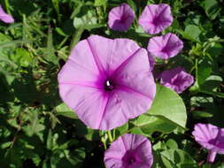 Imagem de Ipomoea asarifolia (Desr.) Roem. & Schult.