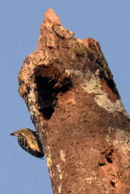 Image of Grey-and-buff Woodpecker