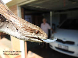 Image of Tiliqua scincoides scincoides (White 1790)