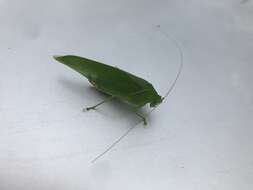 Image of Japanese broadwinged katydid