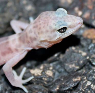 Image of Genetzter Krallengecko